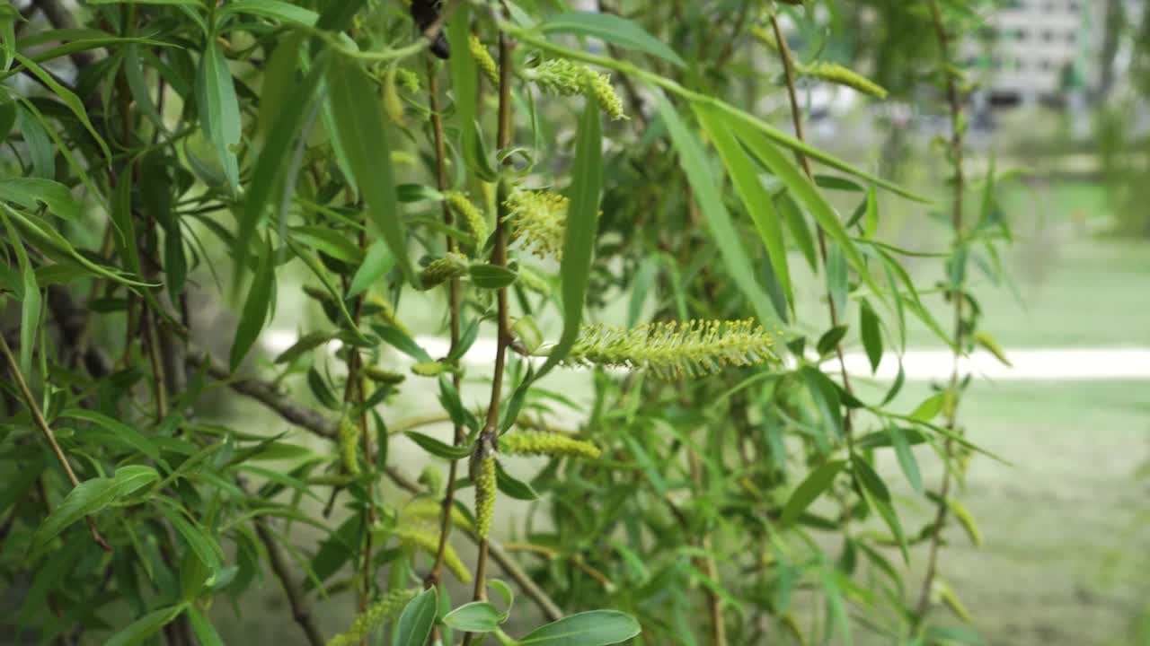 盛开的巴比伦柳树的春芽，柳絮和花粉视频素材