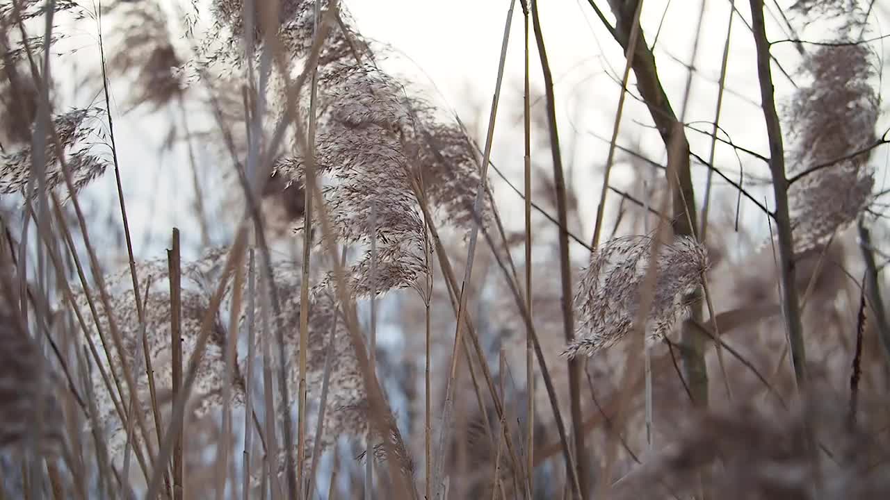 芦苇的小穗随风摇摆。芦苇视频素材