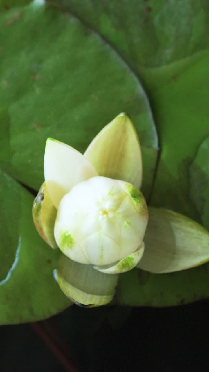 时间流逝，睡莲花开，荷花盛开在池塘里视频购买