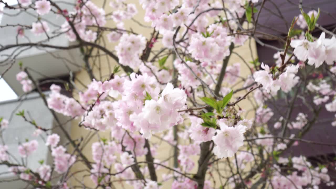 风景如画的樱花花朵视频素材