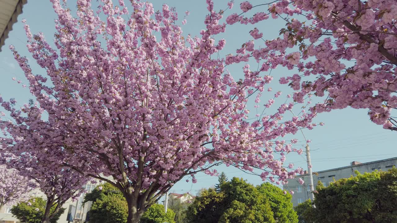 城市街道上盛开着粉红色的樱花。盛开的樱花视频素材