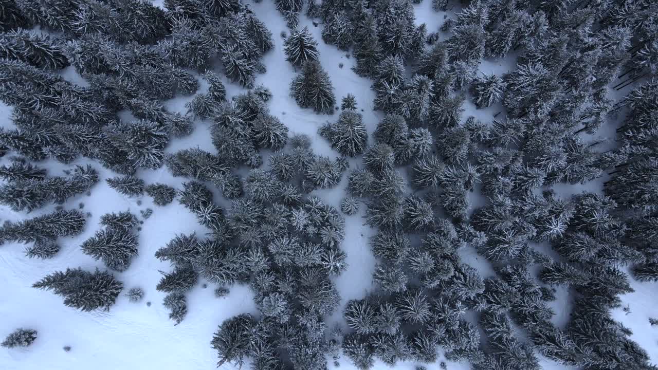 在冬季，无人机直接俯瞰被雪封的针叶林。视频素材