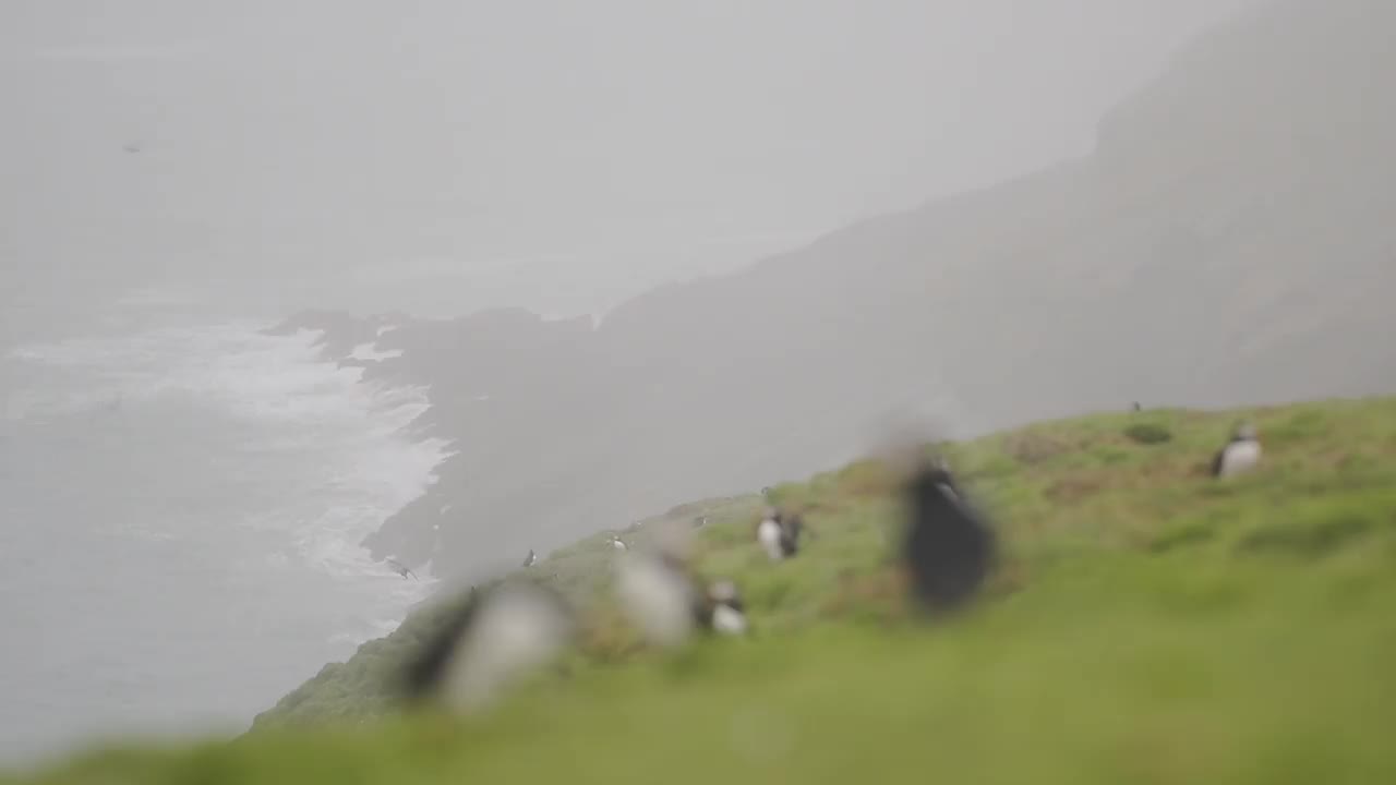 在威尔士斯科莫岛陡峭的海岸线上，以大海为背景的大西洋海雀视频素材