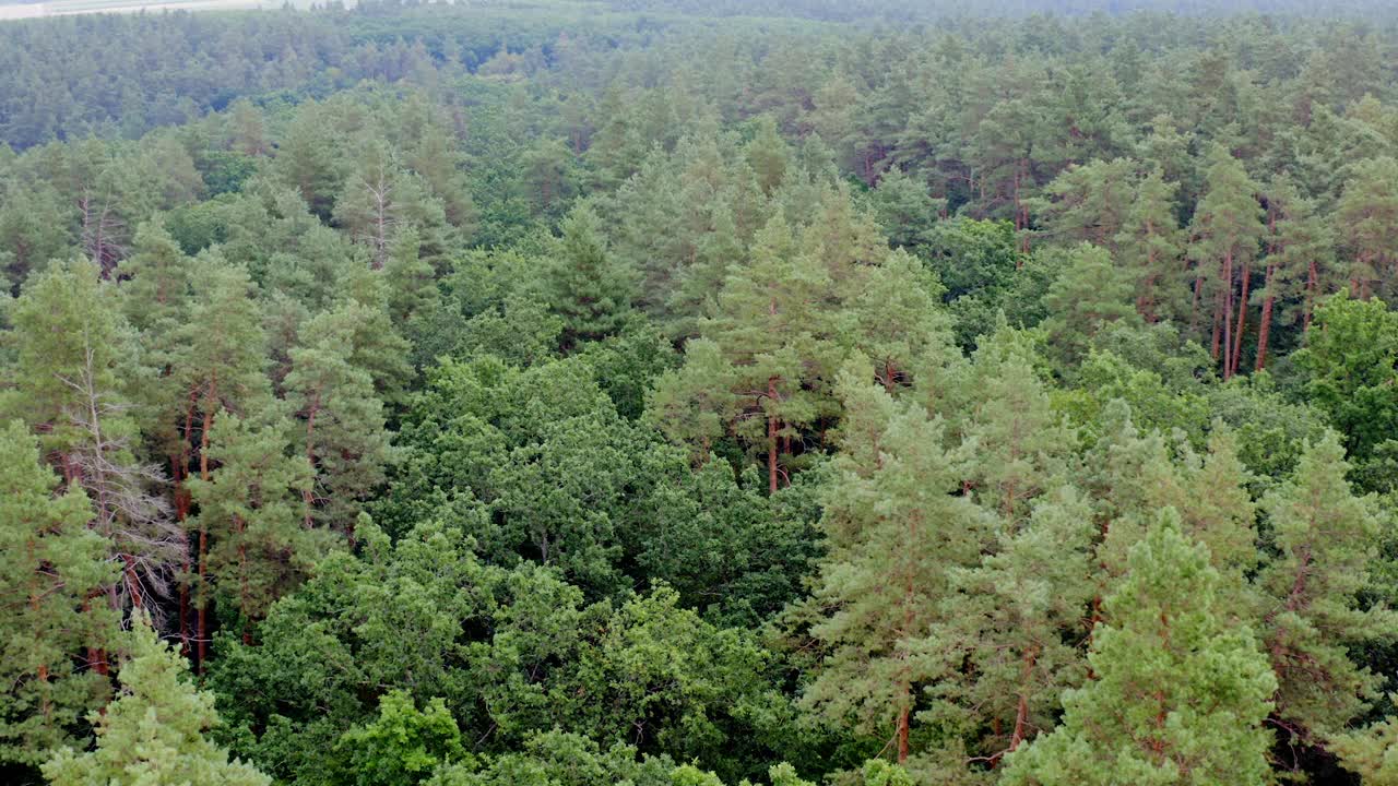 绿色的风景。顶部的树。早晨森林里的混交树。美丽的夏天林地。鸟瞰图。向右移动摄像机。视频素材