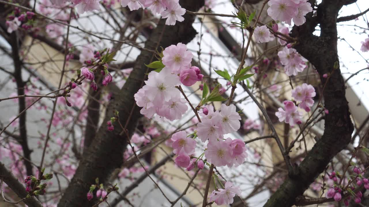 樱花，春天树上的樱花视频素材