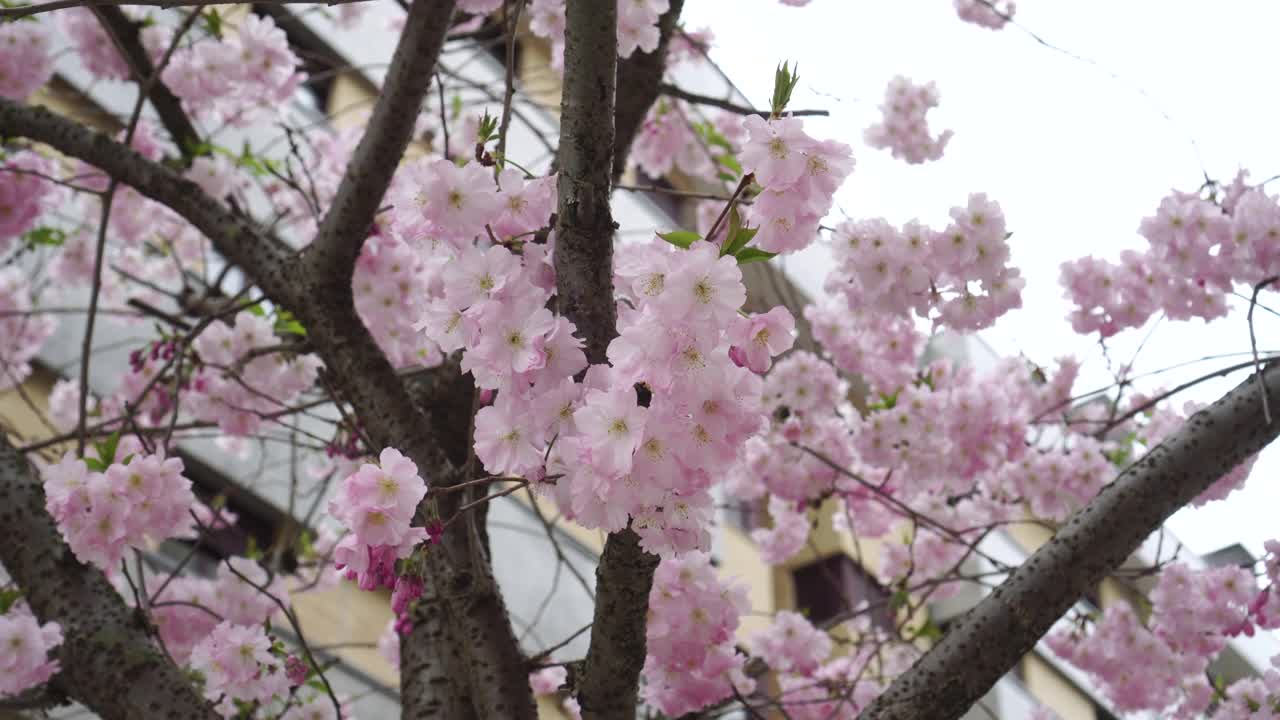 盛开着美丽的粉红色花朵的樱花的树枝视频素材