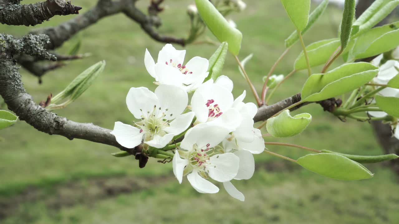 美丽的白色樱花盛开的风景如画视频素材