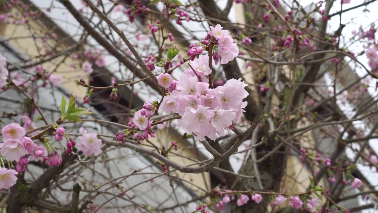 美丽的粉红色樱花在城市街道上盛开的树特写视频素材