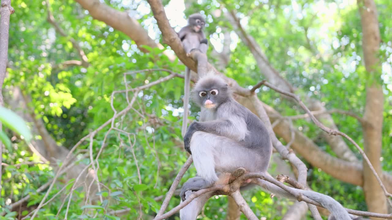 成年黑叶猴呆在树枝上，而其他小叶猴呆在白天的背景上，它们看向同一个方向视频素材