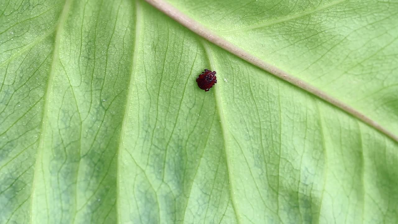 有毒的针叶林螨，生活在草和树木中。昆虫寄生虫近距离对人类有危险视频素材