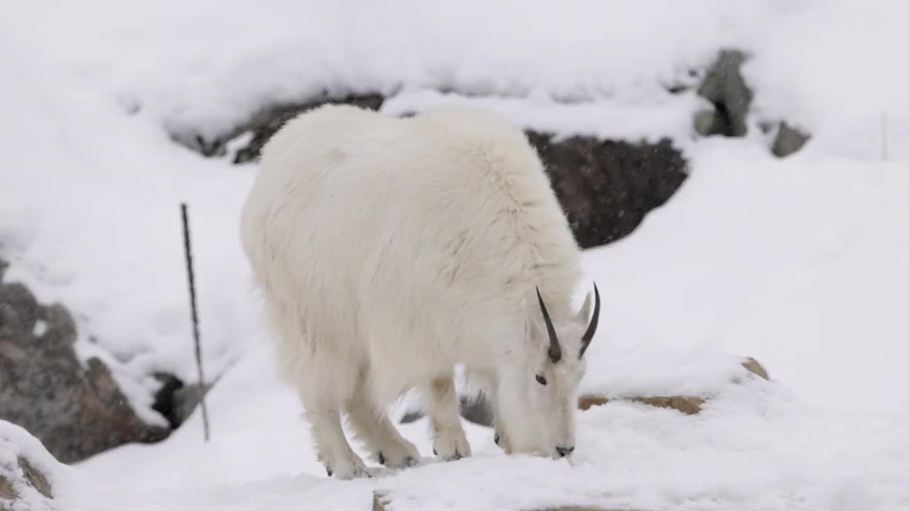 冬季的高山山羊视频素材