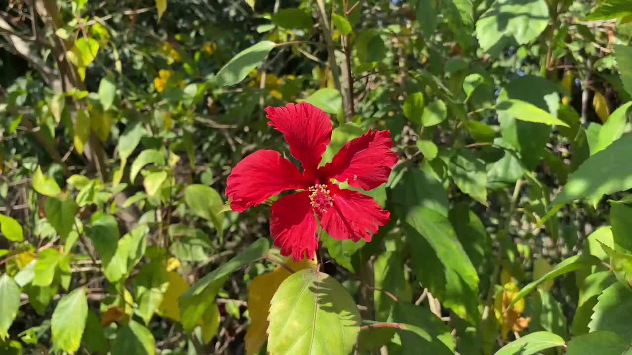 大自然花园里的红色芙蓉花视频素材