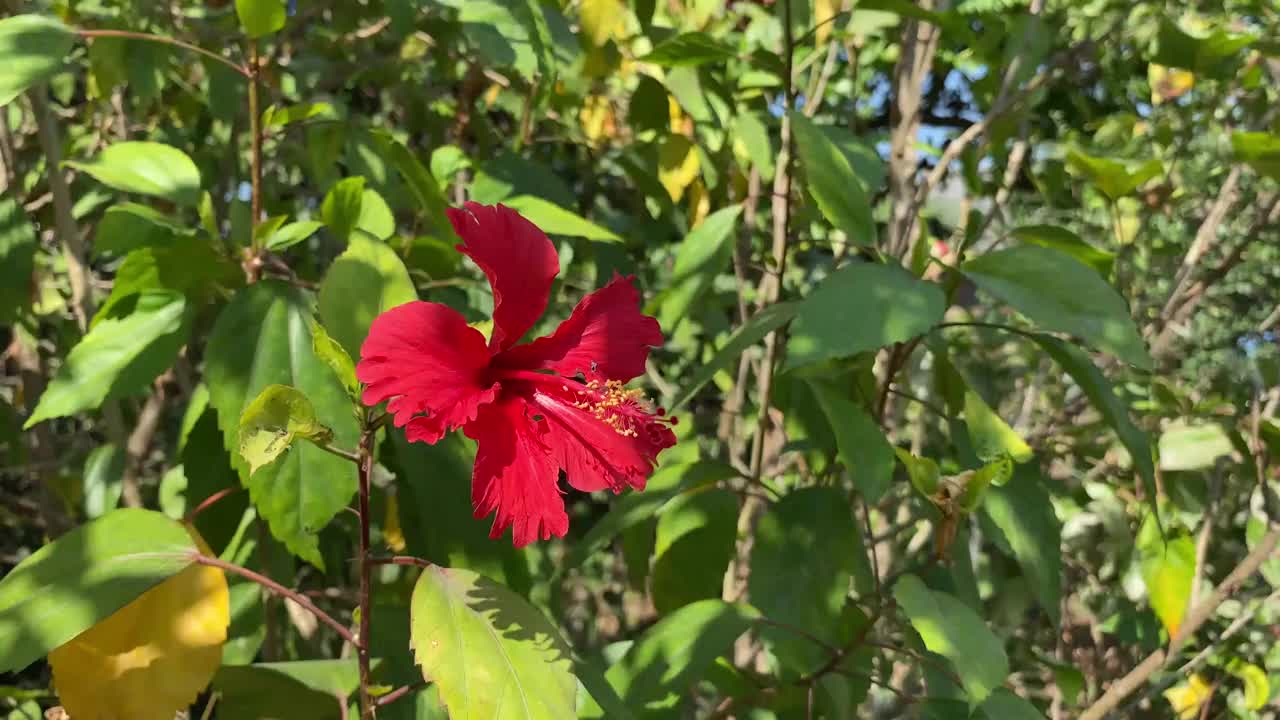 大自然花园里的红色芙蓉花视频素材