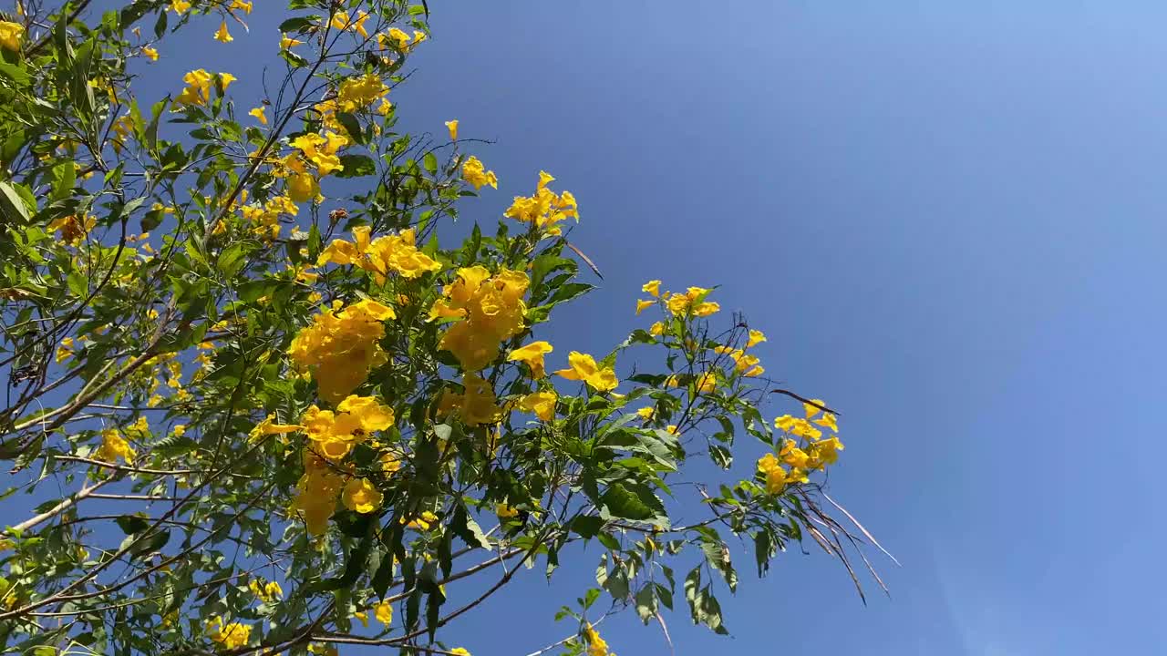 在自然花园里的黄色Tecoma stans花视频素材