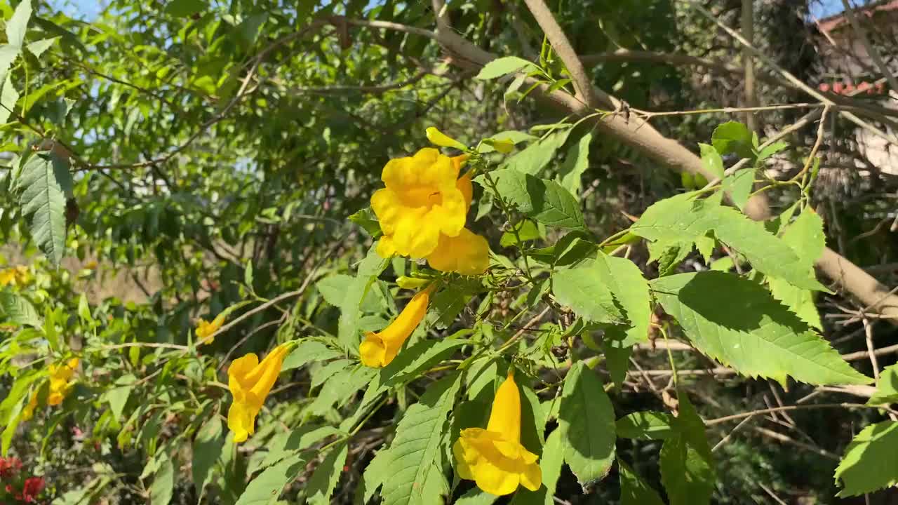 在自然花园里的黄色Tecoma stans花视频素材