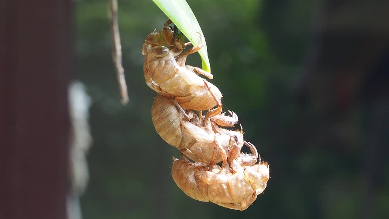 蜕皮蝉视频素材