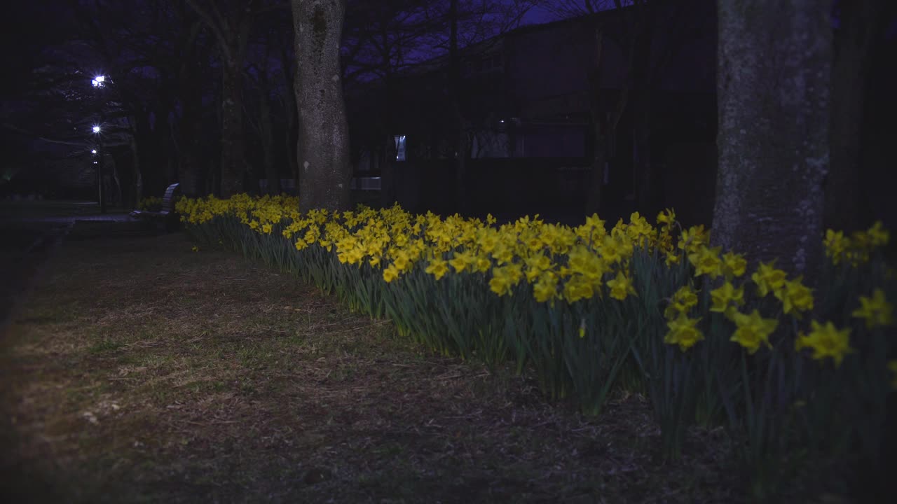 黄色的水仙花在公园里盛开视频素材