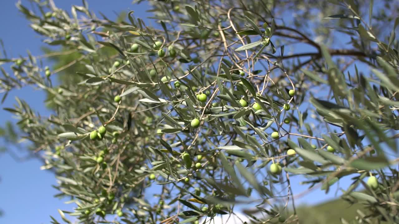 无花果树的树枝上长着宽大的叶子和绿色的果实，阳光穿过树叶视频素材