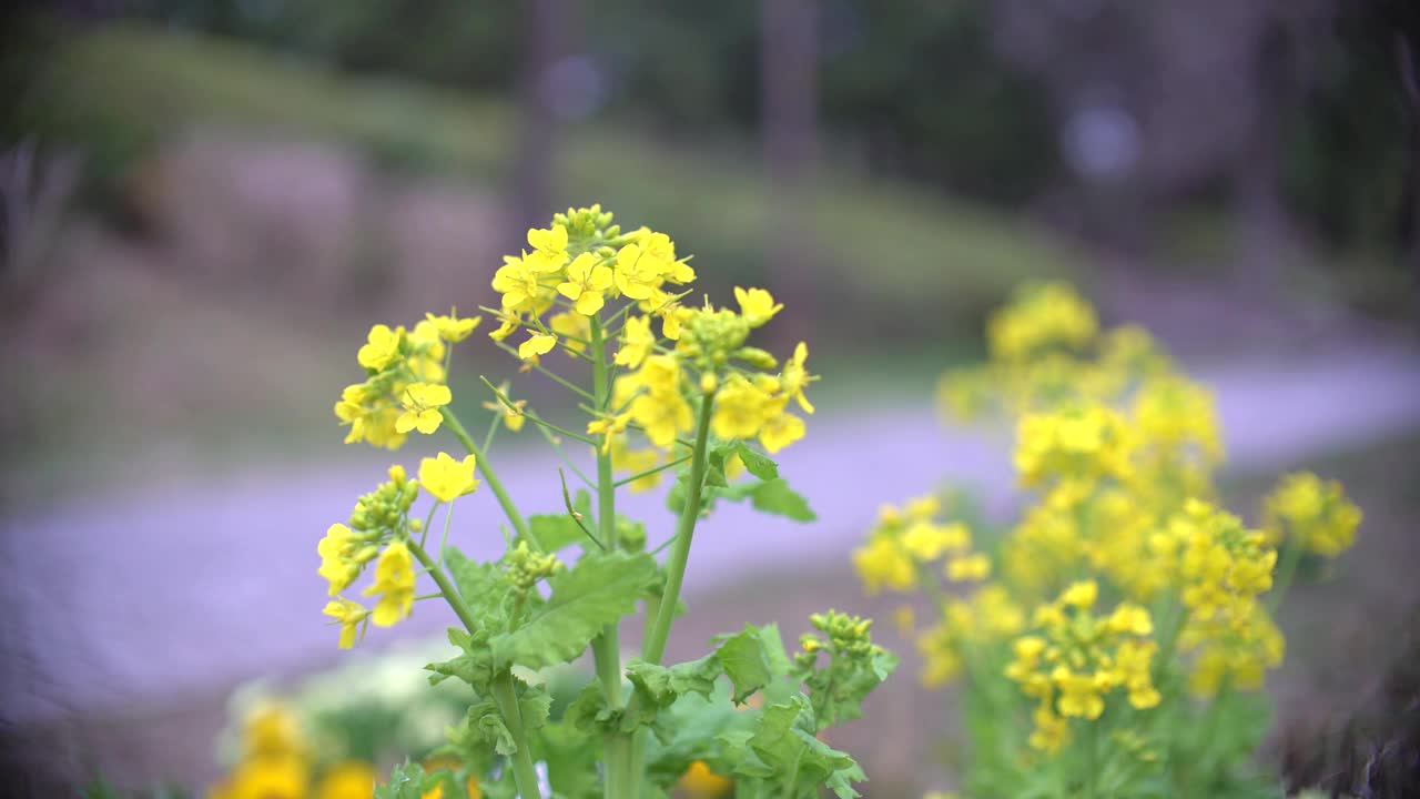 清晨漫步近油菜花或油菜花盛开视频素材