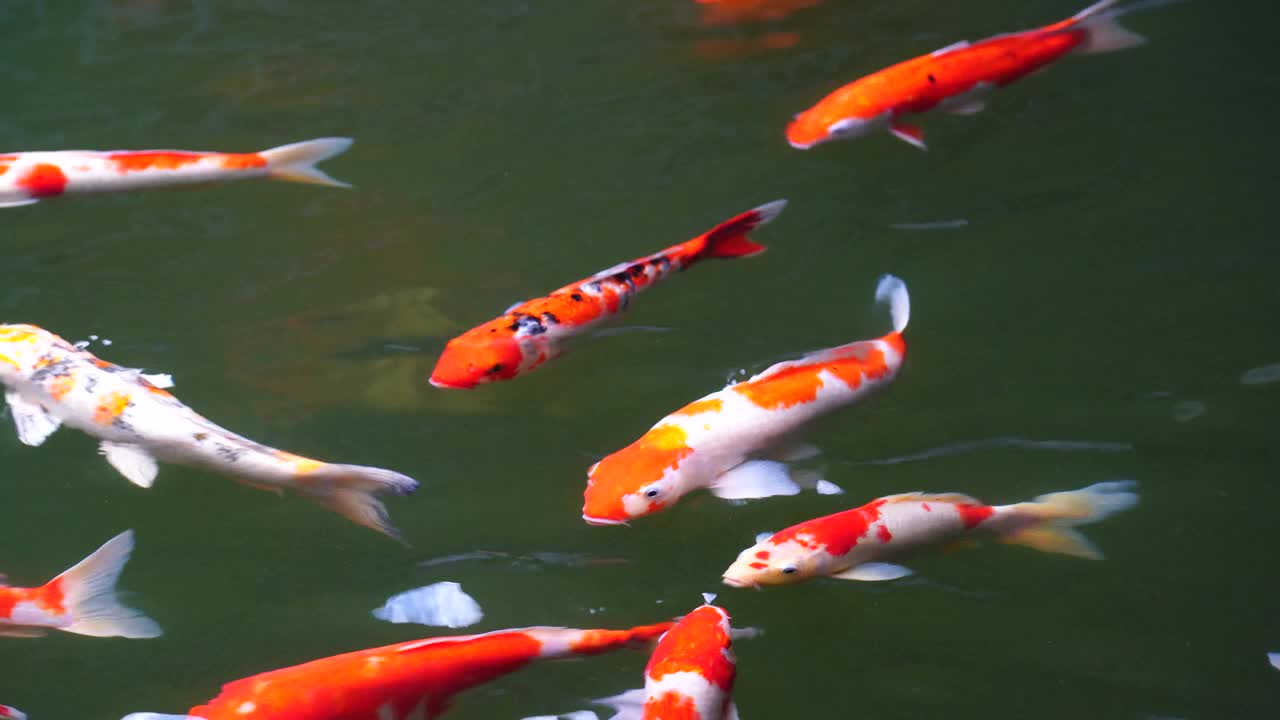 锦鲤或锦鲤或锦鲤或锦鲤或锦鲤鱼在水上花园，越南视频素材