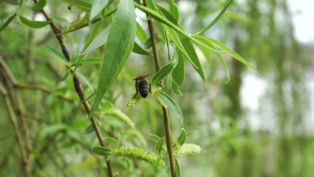 垂柳的嫩枝与蜜蜂视频素材