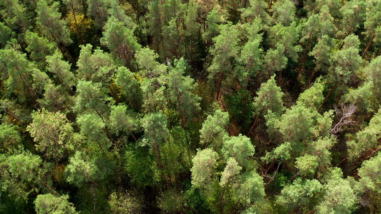 绿树背景。美丽的夏天森林。飞过树林里高大的松树。新鲜的风景。鸟瞰图。视频素材