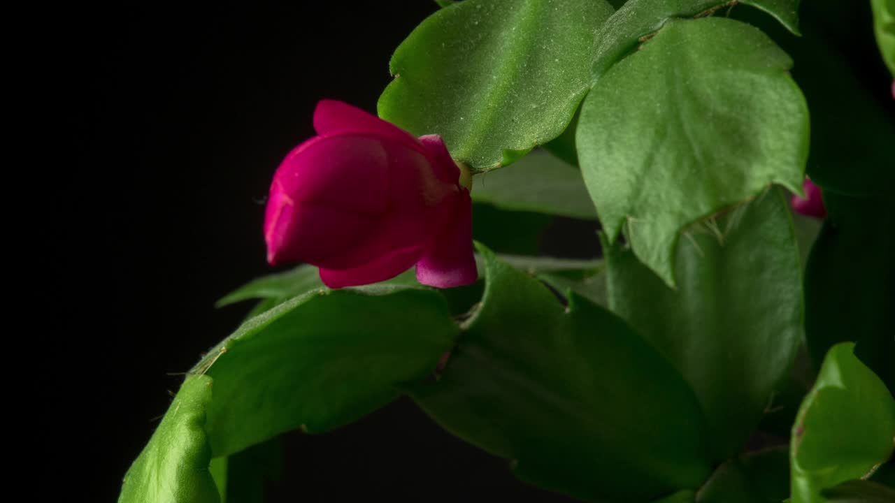 圣诞仙人掌花盛开在一个4K时间的视频在黑色的背景。斯伦贝谢的花生长。视频素材