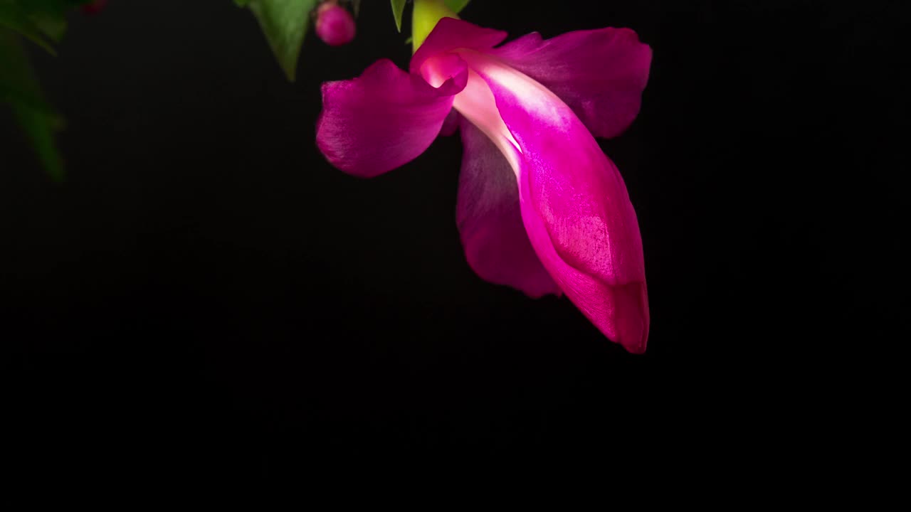 圣诞仙人掌花盛开在一个4K时间的视频在黑色的背景。斯伦贝谢的花生长。视频素材