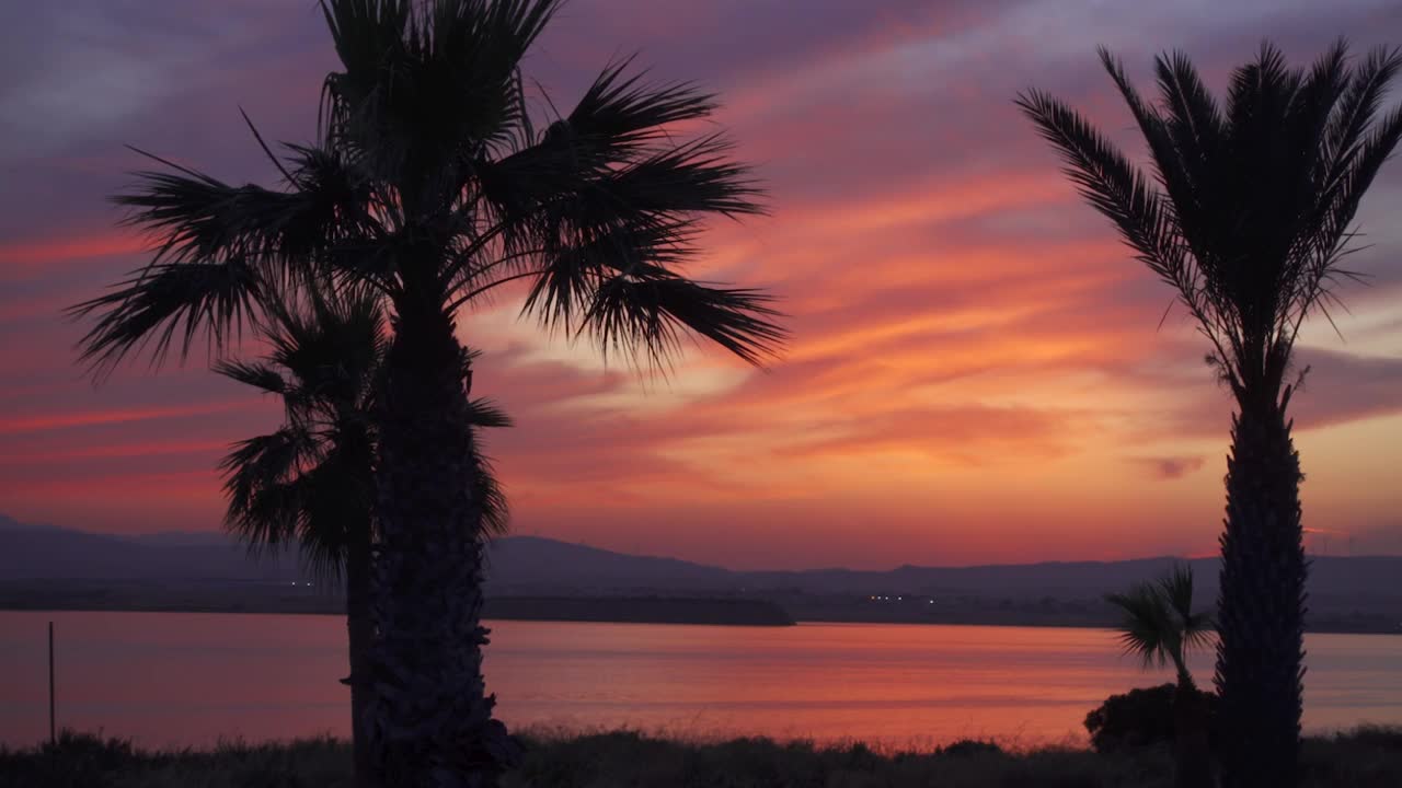 两棵棕榈树在夕阳的彩色背景上。微距拍摄的手掌轮廓对天空在黄昏视频素材