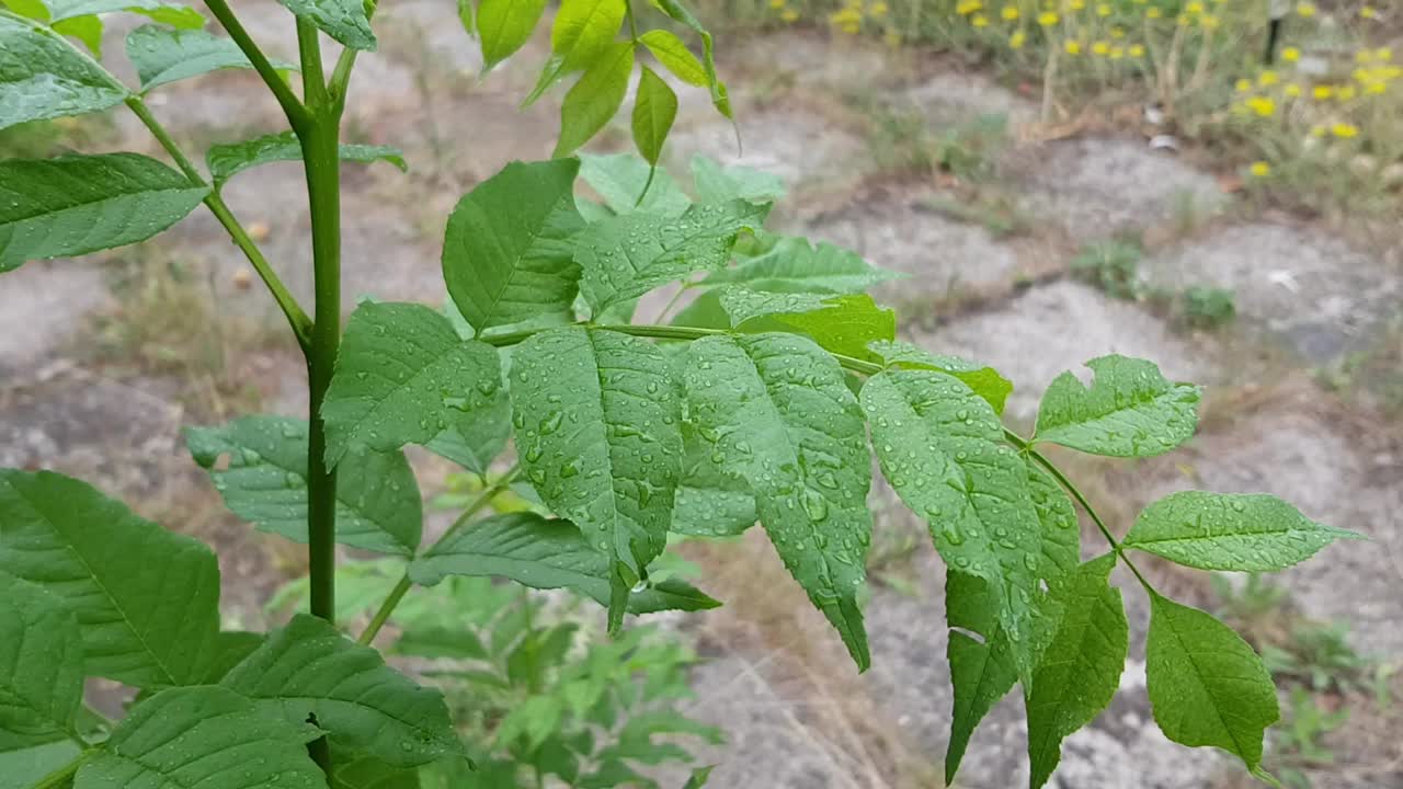 在公园的幼树湿漉漉的绿叶上滴着雨滴视频素材