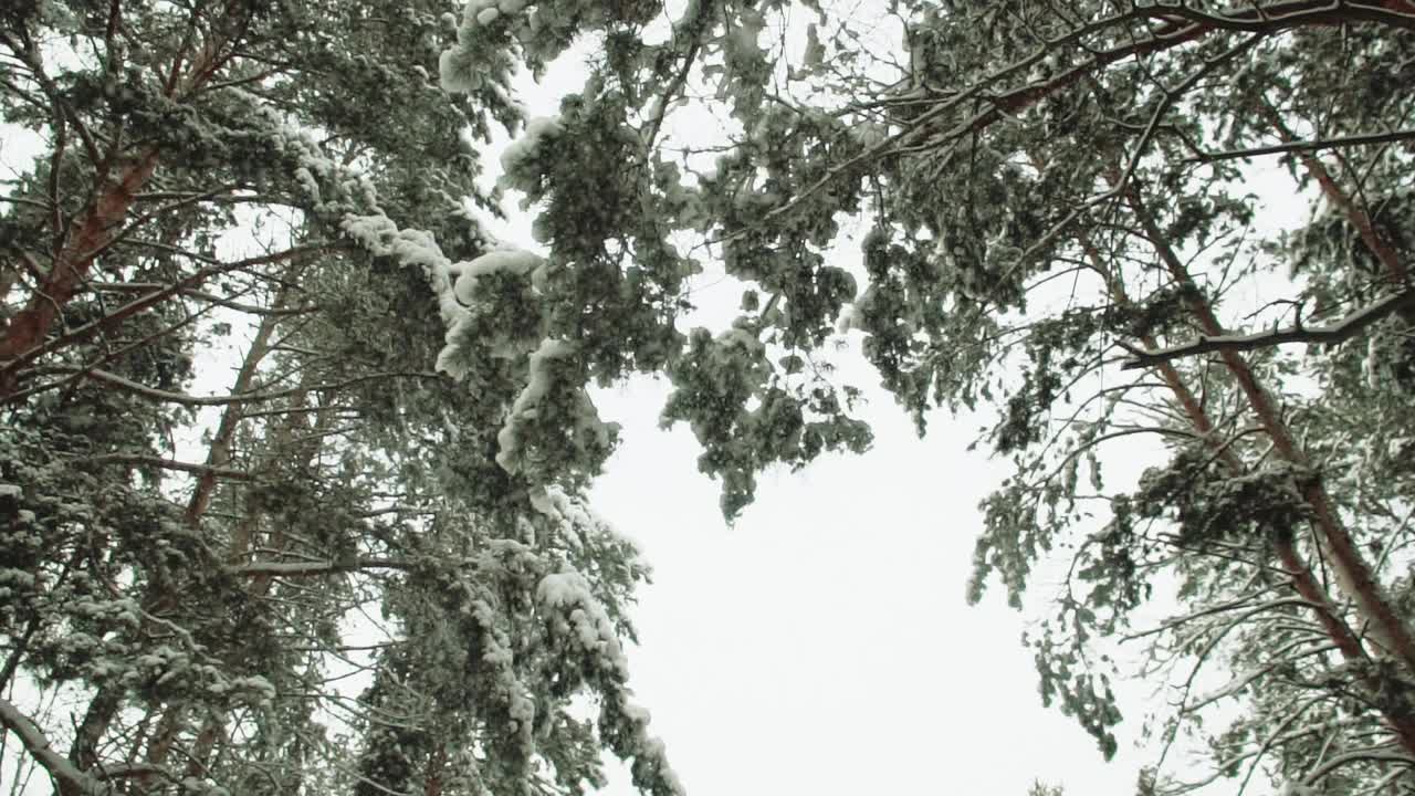 在一场大雪中白雪覆盖的松林景观视频素材