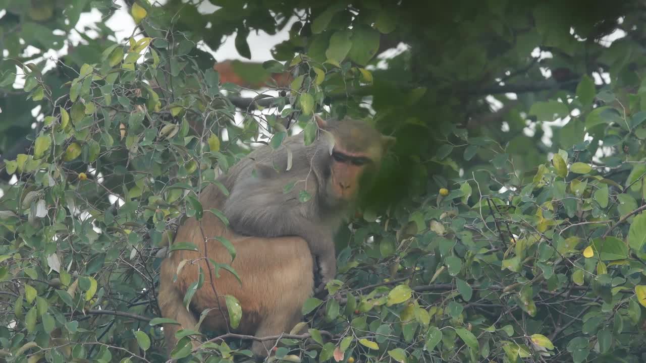 近距离拍摄的猕猴或猕猴在印度枣树或Ziziphus毛利塔纳果树期间在印度中部的森林旅行视频素材