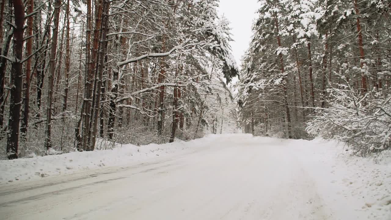 在一场大雪中白雪覆盖的松林景观视频素材