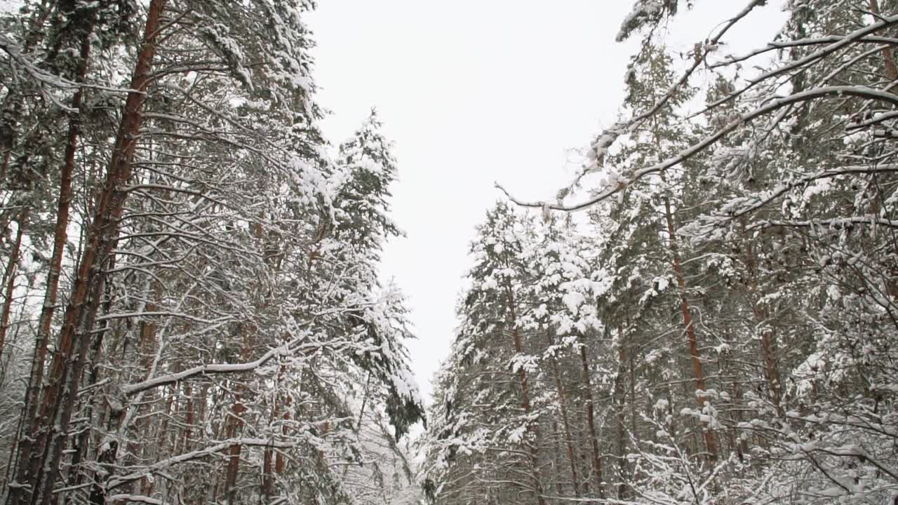 在一场大雪中白雪覆盖的松林景观视频素材