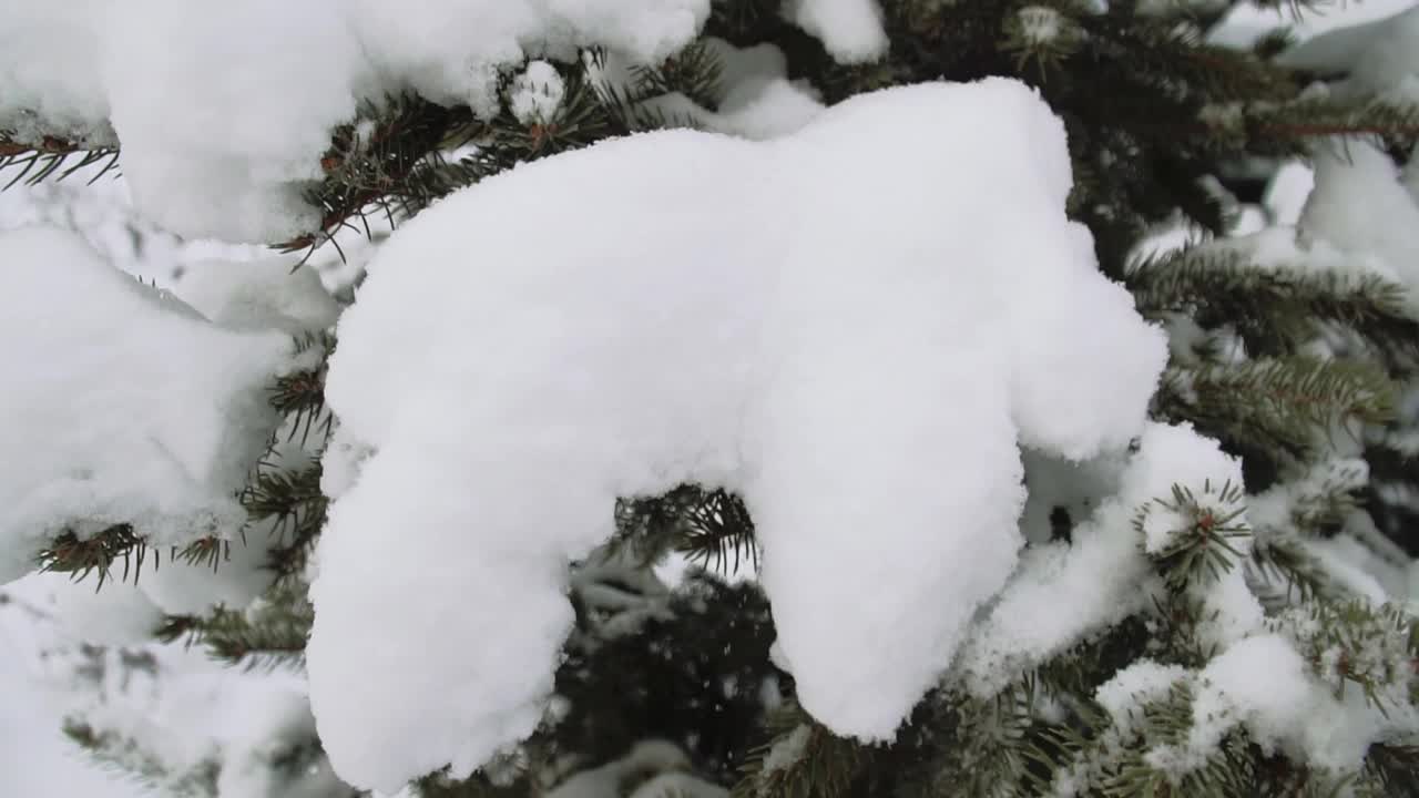 云杉枝与雪帽特写视频素材