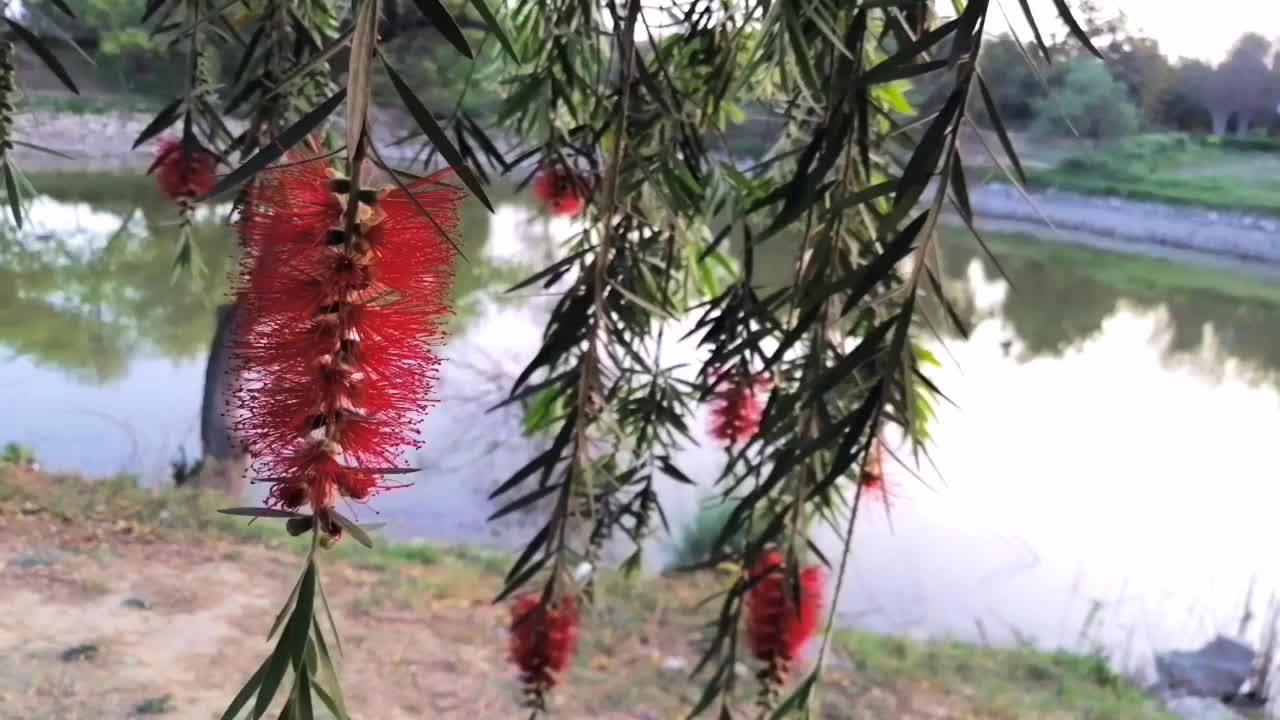 深红的瓶刷花在微风中摇曳视频素材