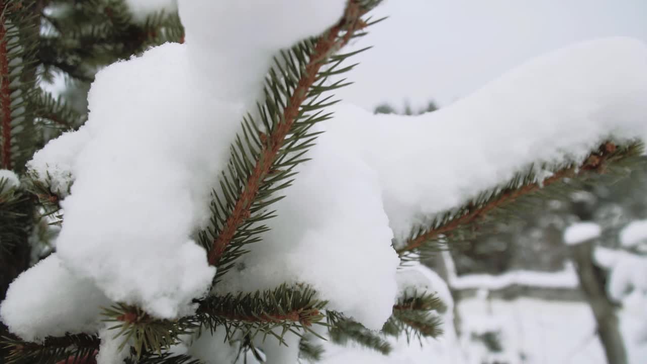 云杉枝与雪帽特写视频素材