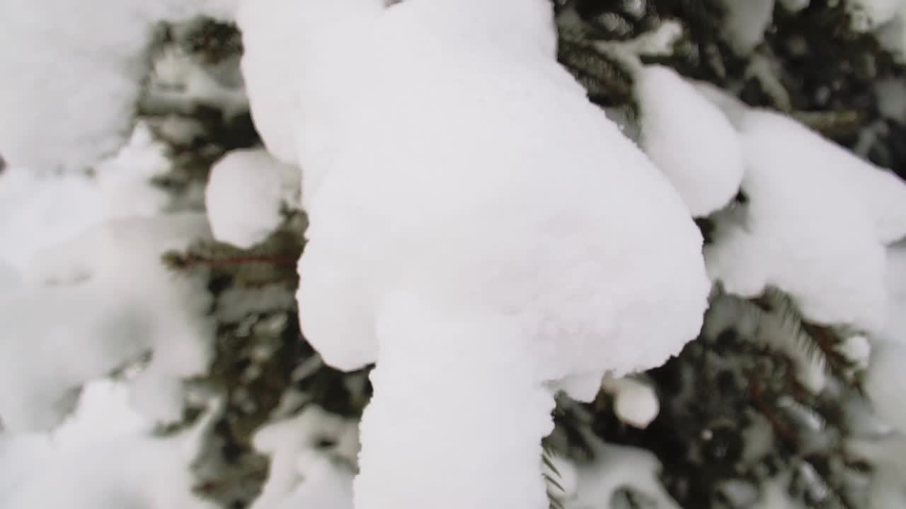 云杉枝与雪帽特写视频素材