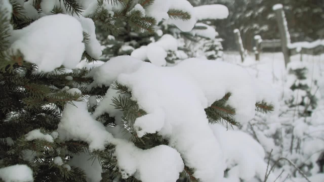 云杉枝与雪帽特写视频素材