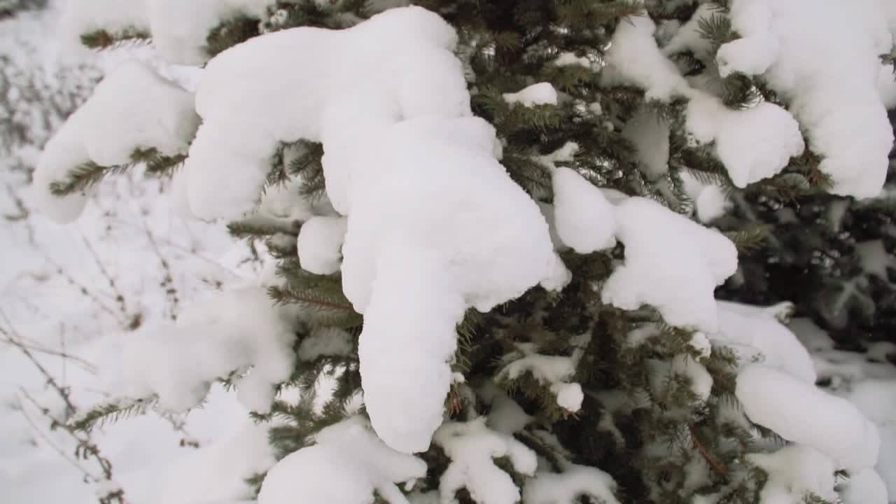 云杉枝与雪帽特写视频素材