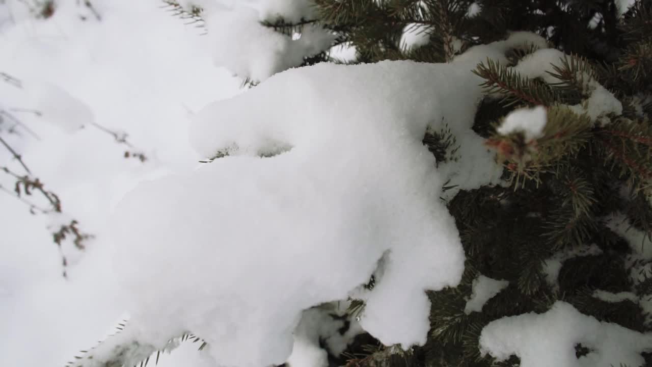 云杉枝与雪帽特写视频素材