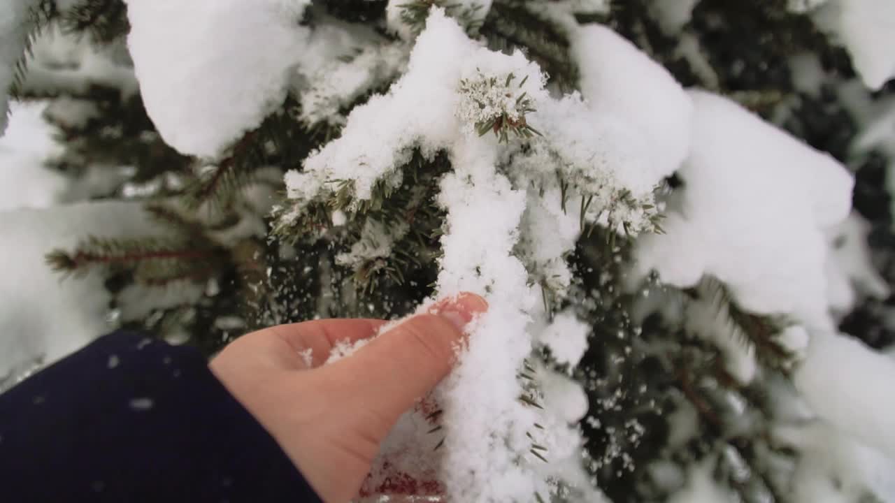 云杉枝与雪帽特写视频素材