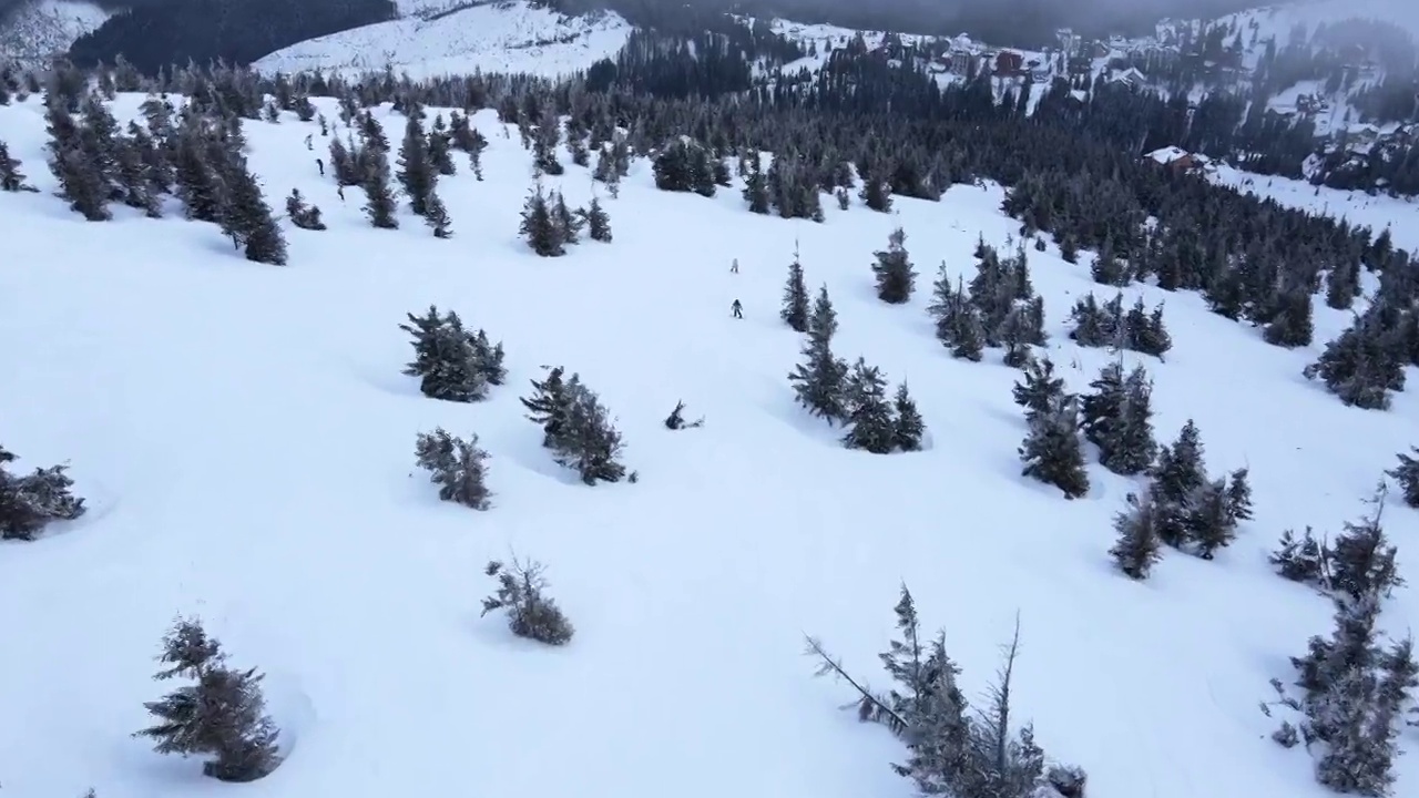 人们在针叶树间玩滑雪板。视频素材