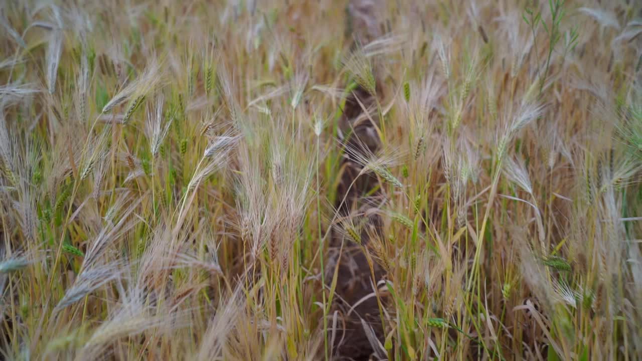 4千粒小麦的小穗随风摇动。谷物在夏天成熟。农业经营理念。视频素材