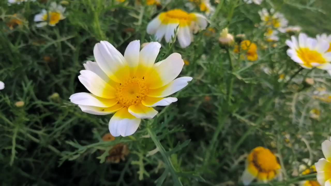 雏菊。花儿在微风中吹拂。视频素材