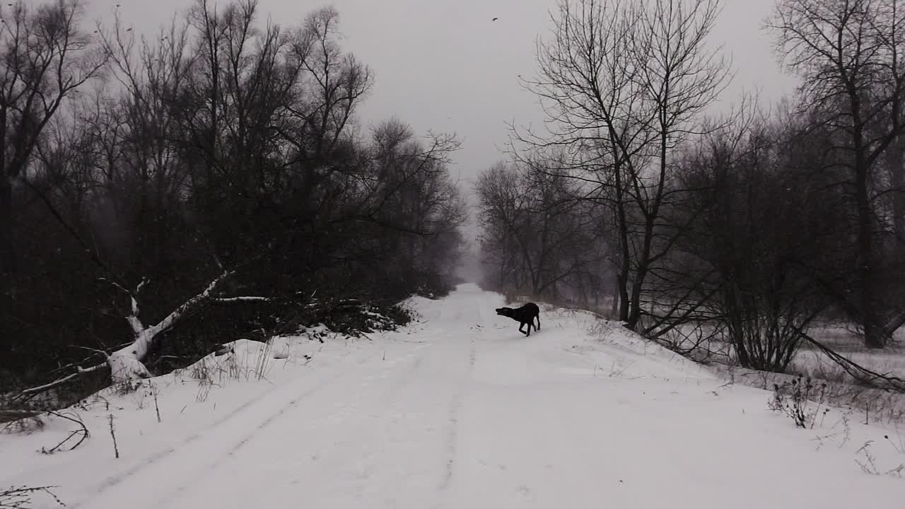 在暴风雪中，在森林的一条冬季道路上遛黑狗，用慢镜头拍摄视频素材