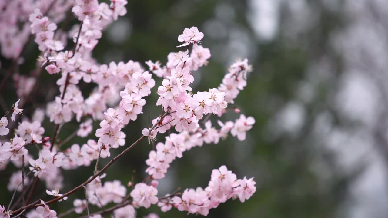 春天樱花盛开视频素材