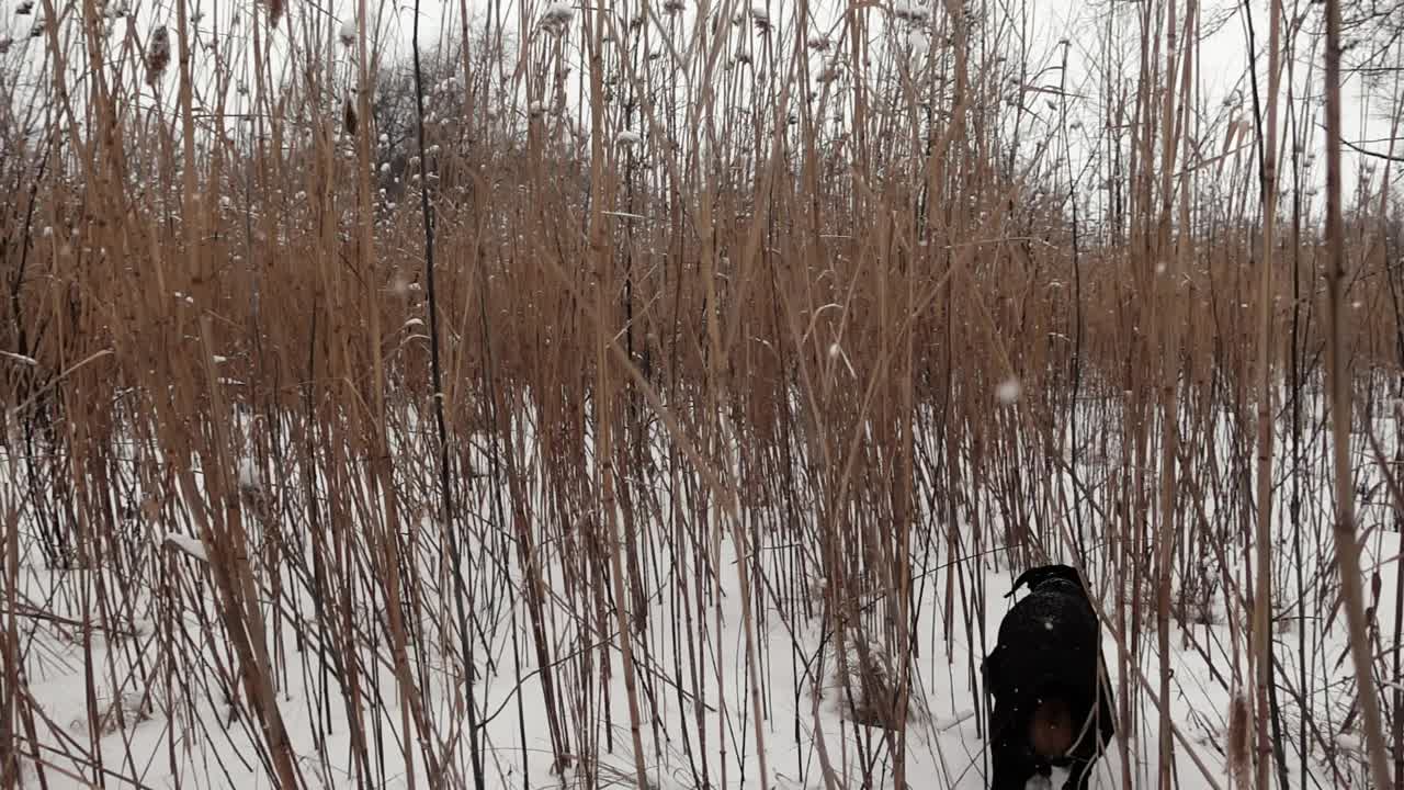 在一个下雪的冬日里，一只狗正在草地上跑过高高的干芦苇，这是慢镜头拍摄的视频素材