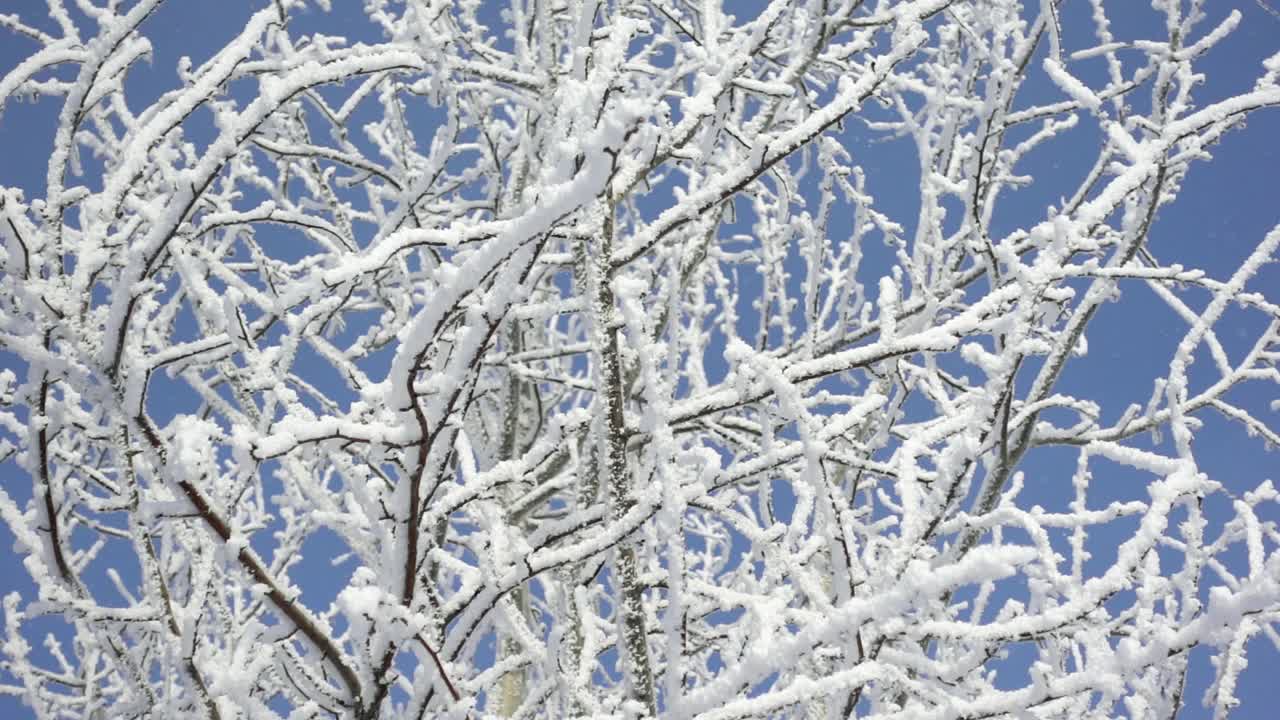 在蓝天的背景上被雪覆盖的树枝的特写视图视频素材