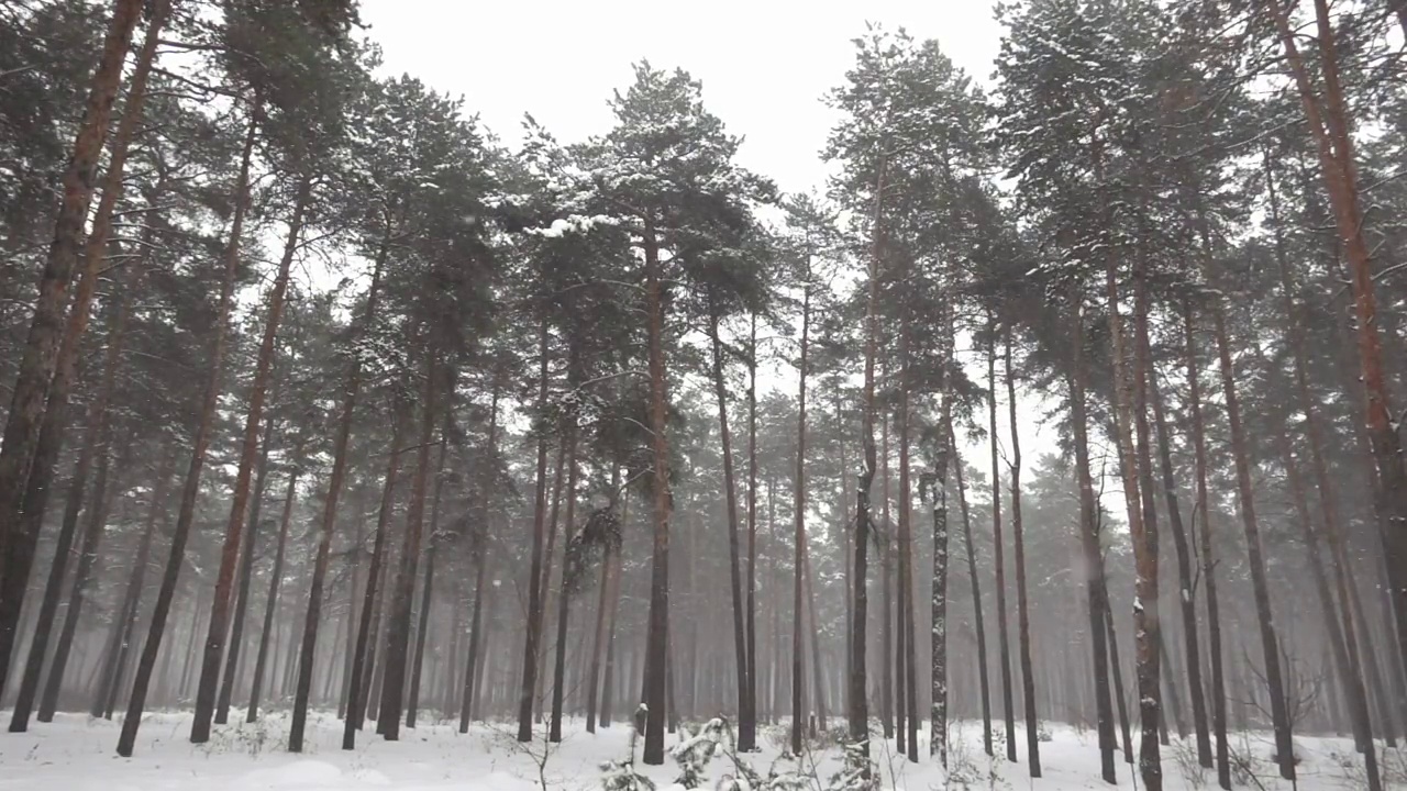 从下面以慢镜头拍摄的一个冬日里飘落的雪花中间高大的松树林视频素材